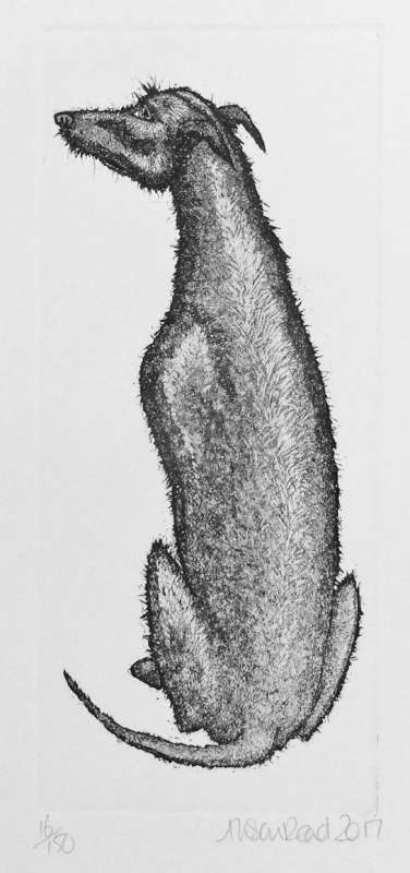Untitled Lurcher